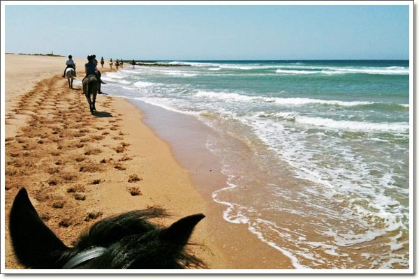 horses_on_beach
